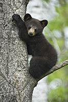 Black Bear (Ursus americanus) cub sleeping in tree