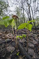 Jack In The Pulpit (Arisaema triphyllum) flower, L