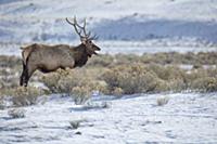 Elk (Cervus elaphus) bull bugling in winter, Yello