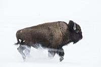 American Bison (Bison bison) running in snow, Lama