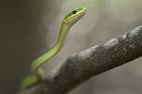 Rough Green Snake (Opheodrys aestivus), Ocala Nati