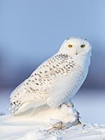 Snowy Owl (Nyctea scandiaca) in winter, Vermillion