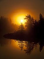 Lodgepole Pine (Larix laricina) trees in swamp in 