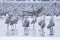 Sandhill Crane (Grus canadensis) male displaying i