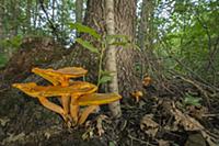 Jack-O’-Lantern (Omphalotus olearius) mushrooms in