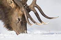 Elk (Cervus elaphus) bull searching for food in sn