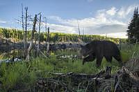 Black Bear (Ursus americanus) in swamp, Superior N