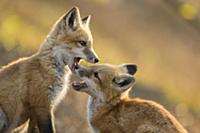 Red Fox (Vulpes vulpes) kits playing, Burnsville, 