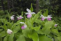 Showy Lady’s Slipper (Cypripedium reginae) flowers