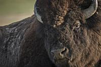 American Bison (Bison bison), Badlands National Pa