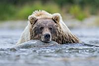 Brown Bear (Ursus arctos) resting in river, Katmai