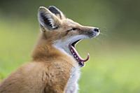 Red Fox (Vulpes vulpes) yawning, Superior National