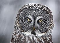 Great Gray Owl (Strix nebulosa) during snowfall, S