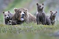 Brown Bear (Ursus arctos) yawning mother and cubs,