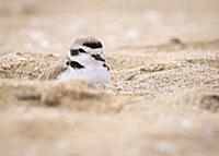 Snowy Plover (Charadrius nivosus), San Diego Natio