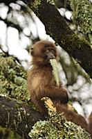 Gelada Baboon (Theropithecus gelada) young feeding