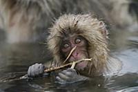 Japanese Macaque (Macaca fuscata) young feeding on