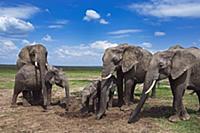 African Elephant (Loxodonta africana) herd feeding