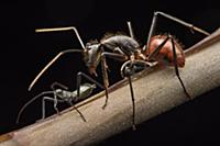 Giant Forest Ant (Camponotus gigas) attending to L