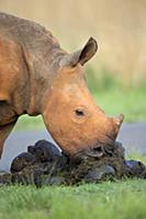 White Rhinoceros (Ceratotherium simum) calf eating