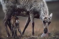 Caribou (Rangifer tarandus) of the Porcupine Herd,