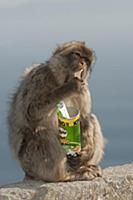 Barbary Macaque (Macaca sylvanus) eating potato ch