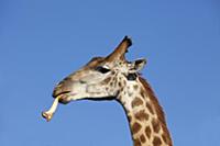 South African Giraffe (Giraffa giraffa giraffa) ma