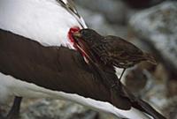 Sharp-beaked Ground-Finch (Geospiza difficilis) dr