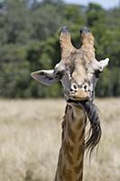 Masai Giraffe (Giraffa camelopardalis tippelskirch