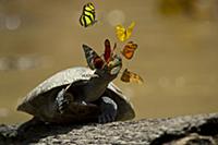 Yellow-spotted Amazon River Turtle (Podocnemis uni