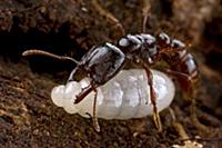 Dracula Ant (Amblyopone sp) worker puncturing the 