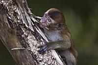 Long-tailed Macaque (Macaca fascicularis) juvenile