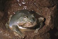 Water-holding Frog (Cyclorana platycephala) eating