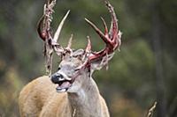 White-tailed Deer (Odocoileus virginianus) buck ea