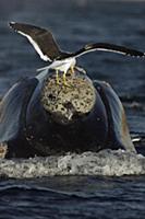 Southern Right Whale (Eubalaena australis) with Ke