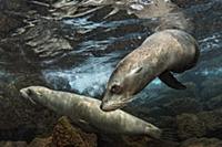 Galapagos Sea Lion (Zalophus wollebaeki) pair in w