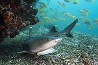 White-tip Reef Shark (Triaenodon obesus), Rabida I