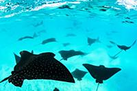 Spotted Eagle Ray (Aetobatus narinari) group, Sant