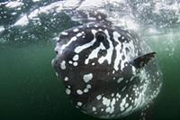 Southern Ocean Sunfish (Mola ramsayi), Punta Vicen