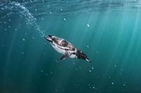 Galapagos Penguin (Spheniscus mendiculus), Tagus C