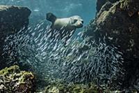 Galapagos Sea Lion (Zalophus wollebaeki) hunting f