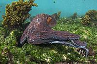 Common Octopus (Octopus vulgaris), Floreana Island