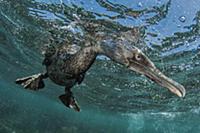 Flightless Cormorant (Phalacrocorax harrisi) forag