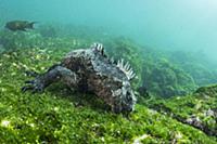 Marine Iguana (Amblyrhynchus cristatus) grazing on