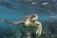 Pacific Green Sea Turtle (Chelonia mydas agassizi)