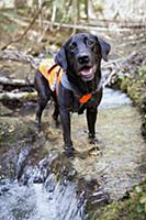 Domestic Dog (Canis familiaris) named Sampson, a s