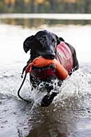 Domestic Dog (Canis familiaris) named Ranger, a sc