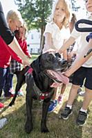 Domestic Dog (Canis familiaris) named Sampson, a s