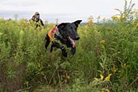 Domestic Dog (Canis familiaris) named Ranger, a sc