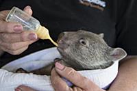 Common Wombat (Vombatus ursinus) six month old orp